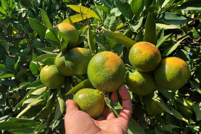 Erkenci mandalinada hasat başladı
