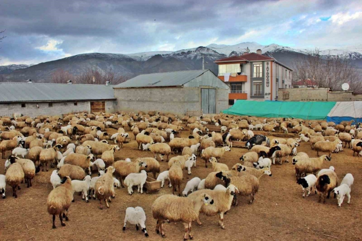 Kuzuların annelerine kavuşma anları
